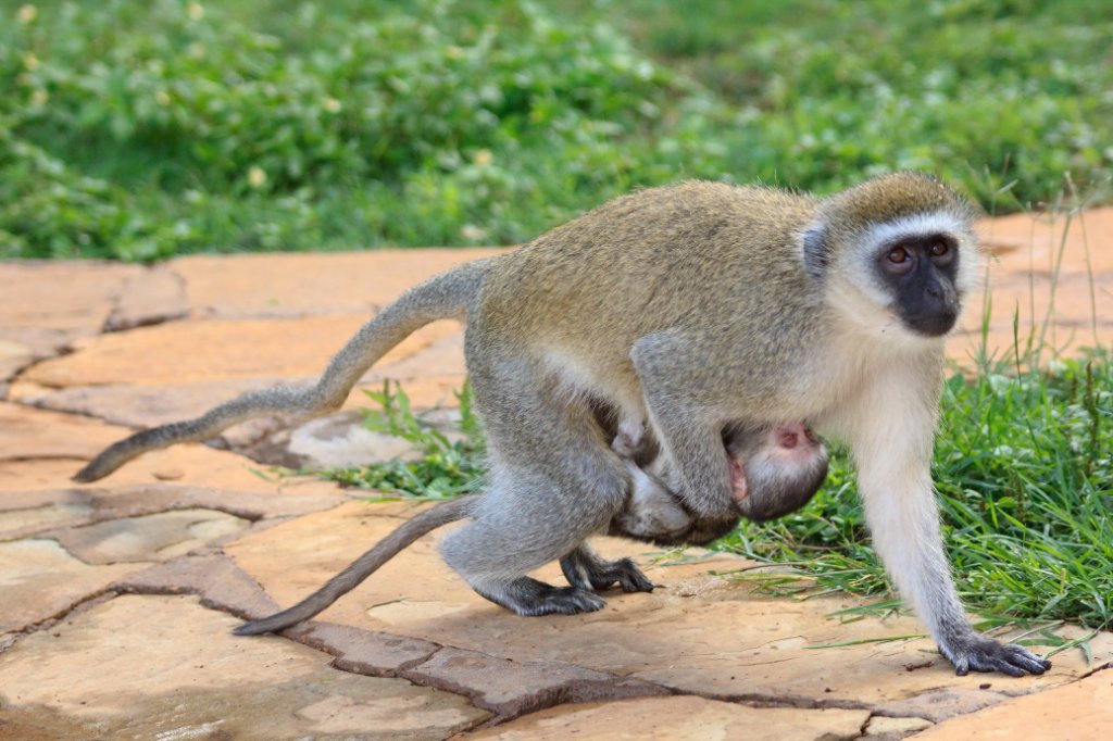19-Velvet monkey with baby.jpg - Velvet monkey with baby